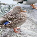 It was the 8th annual Christmas Bird Count for Kids (CBC4Kids) at Langley City&rsquo;s Brydon Lagoon on Sunday, Dec. 28, organized by the Langley City-based Explore Science Club. (Dan Ferguson/Langley Advance Times)