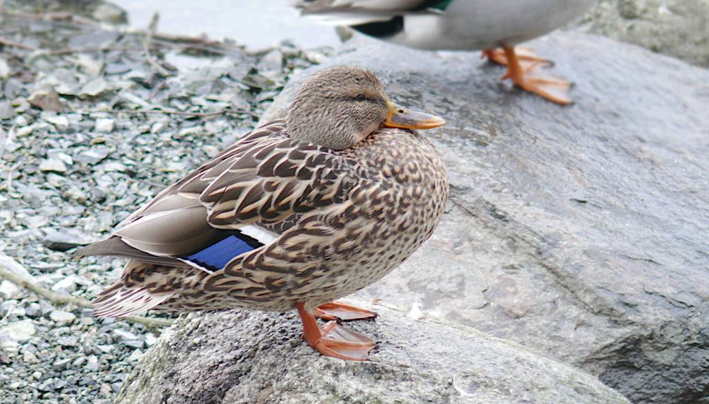 It was the 8th annual Christmas Bird Count for Kids (CBC4Kids) at Langley City&rsquo;s Brydon Lagoon on Sunday, Dec. 28, organized by the Langley City-based Explore Science Club. (Dan Ferguson/Langley Advance Times)