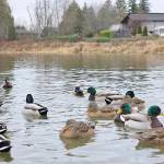 It was the 8th annual Christmas Bird Count for Kids (CBC4Kids) at Langley City&rsquo;s Brydon Lagoon on Sunday, Dec. 28, organized by the Langley City-based Explore Science Club. (Dan Ferguson/Langley Advance Times)