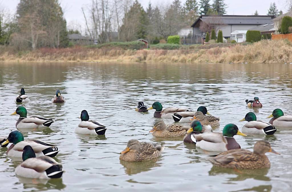 It was the 8th annual Christmas Bird Count for Kids (CBC4Kids) at Langley City&rsquo;s Brydon Lagoon on Sunday, Dec. 28, organized by the Langley City-based Explore Science Club. (Dan Ferguson/Langley Advance Times)