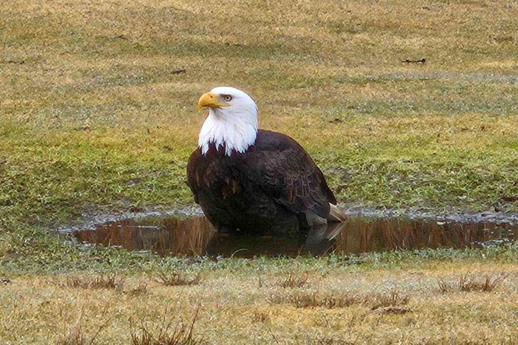 A bald eagle takes a bath in a puddle on the Prince Rupert golf course in March 2025. (Thom Barker/The Northern View)