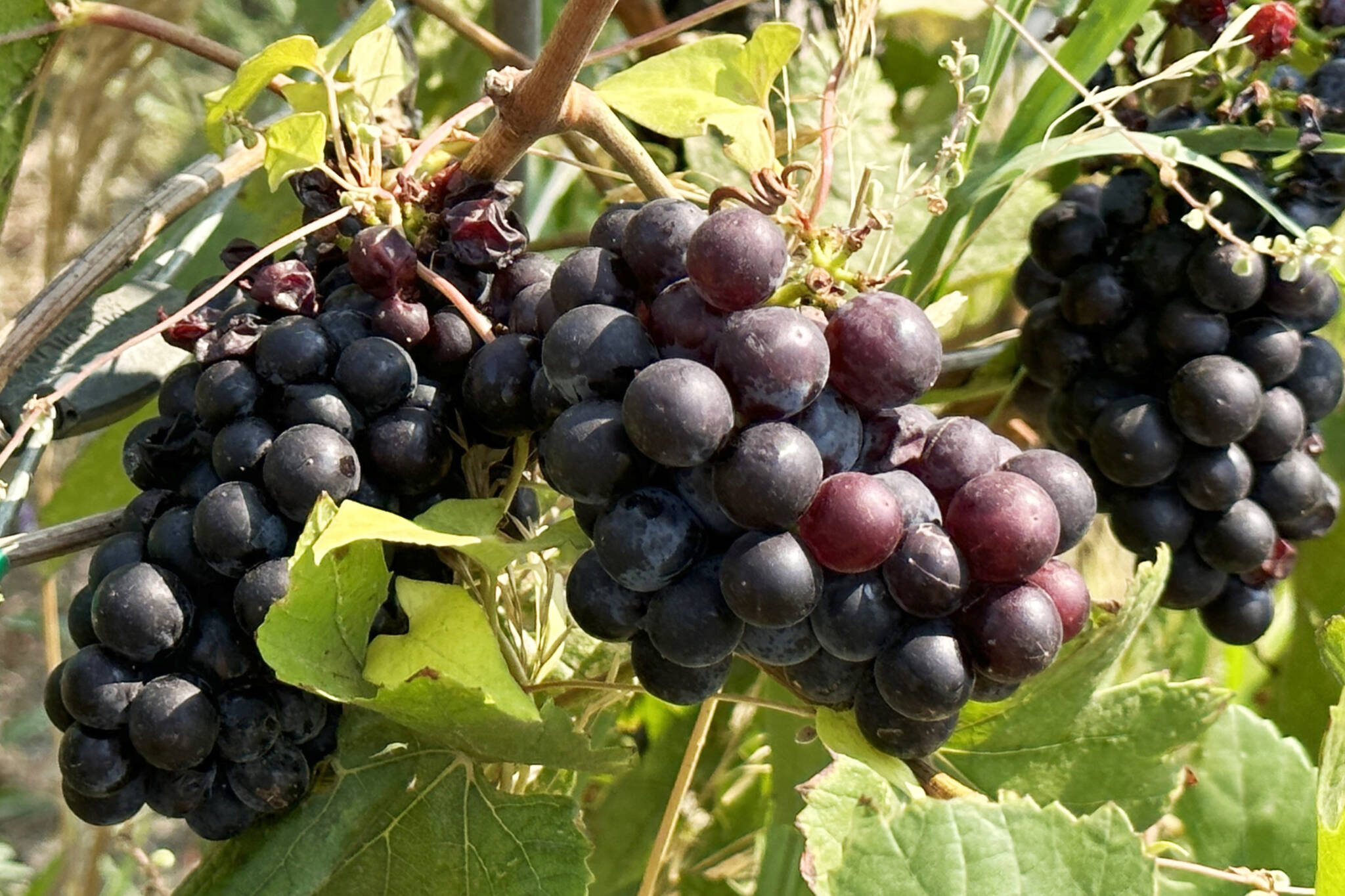 Okanagan-based petition supports interprovincial wine trade bill